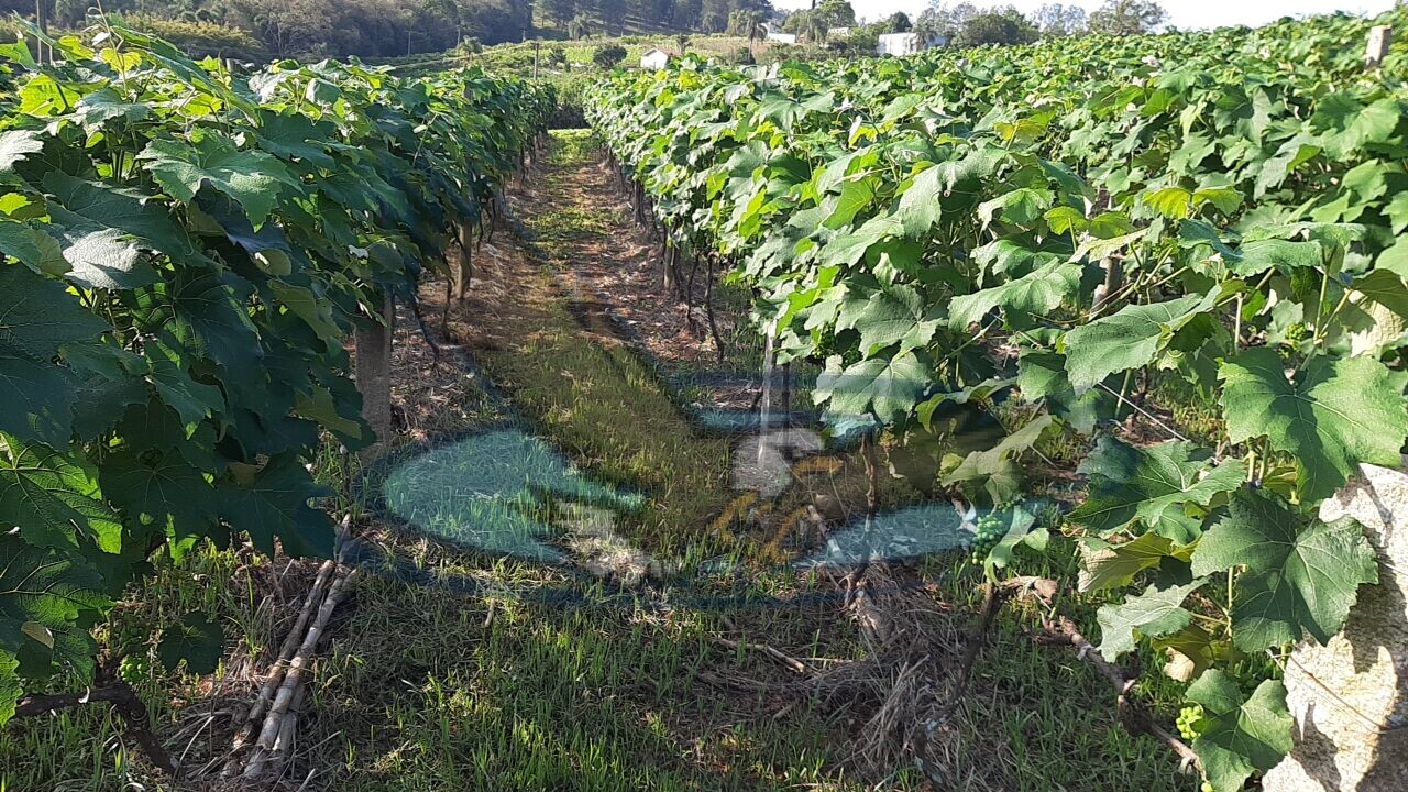 Fazenda à venda com 3 quartos, 27500m² - Foto 11