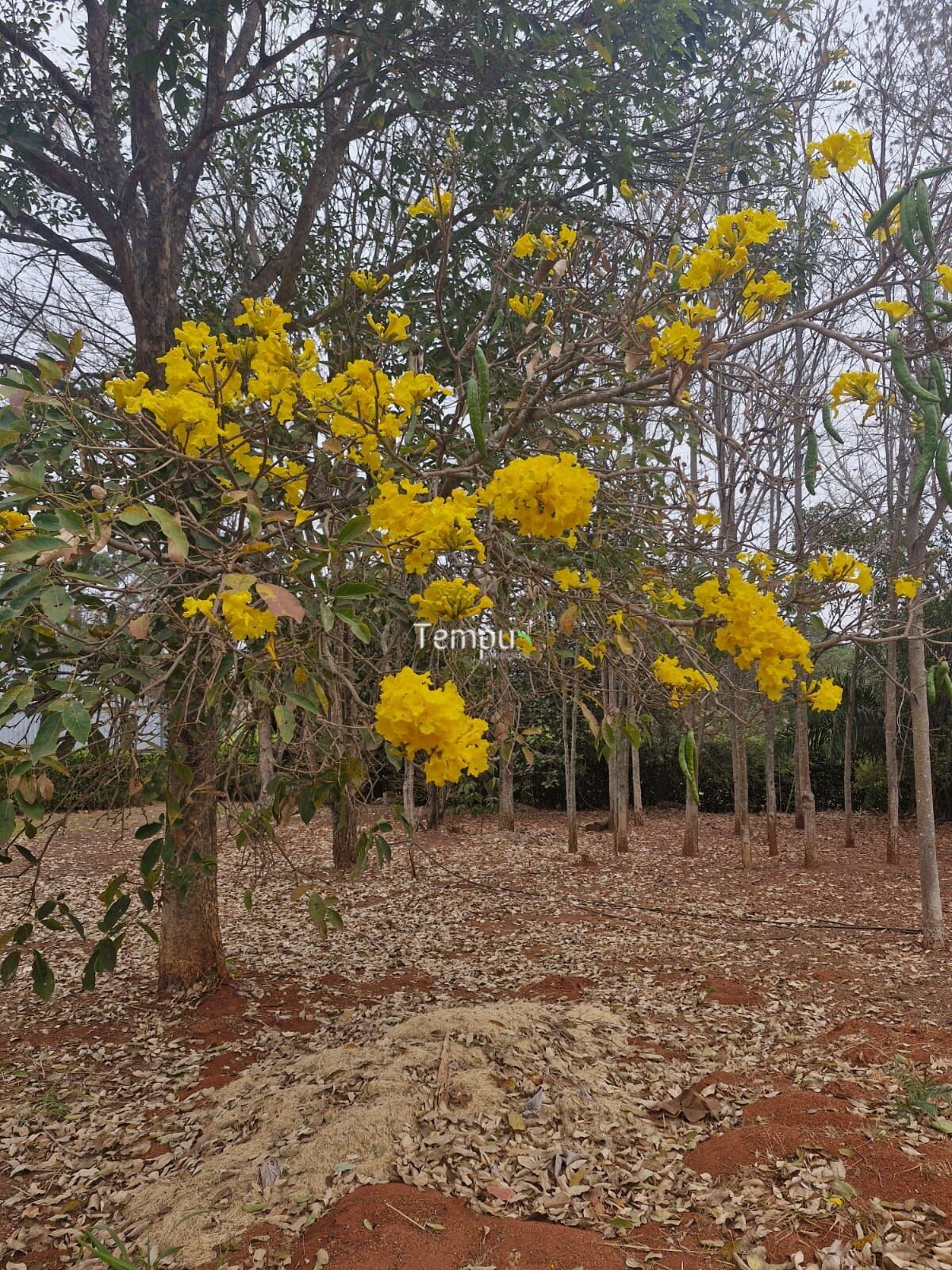 Fazenda à venda com 3 quartos, 5000m² - Foto 11