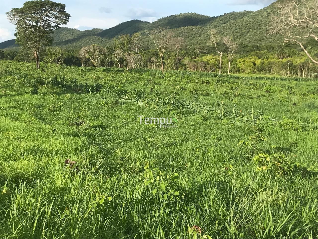 Fazenda, 96 hectares - Foto 29