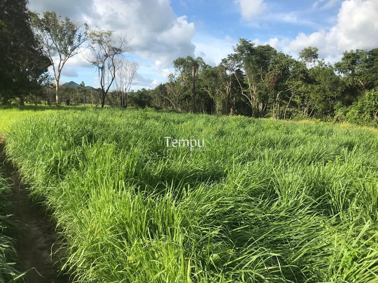 Fazenda, 96 hectares - Foto 10