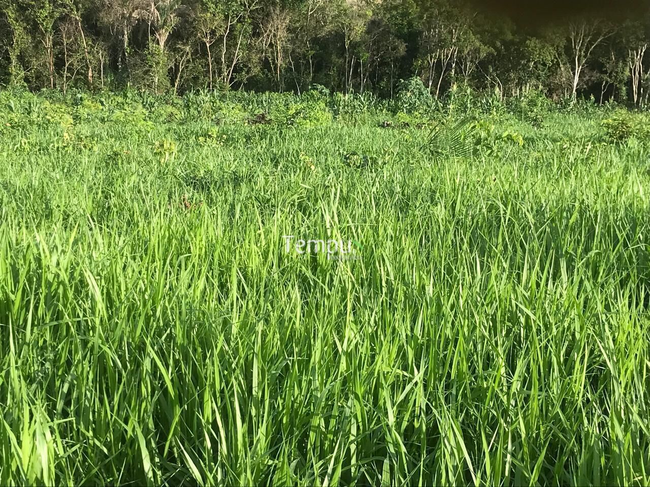 Fazenda, 96 hectares - Foto 33