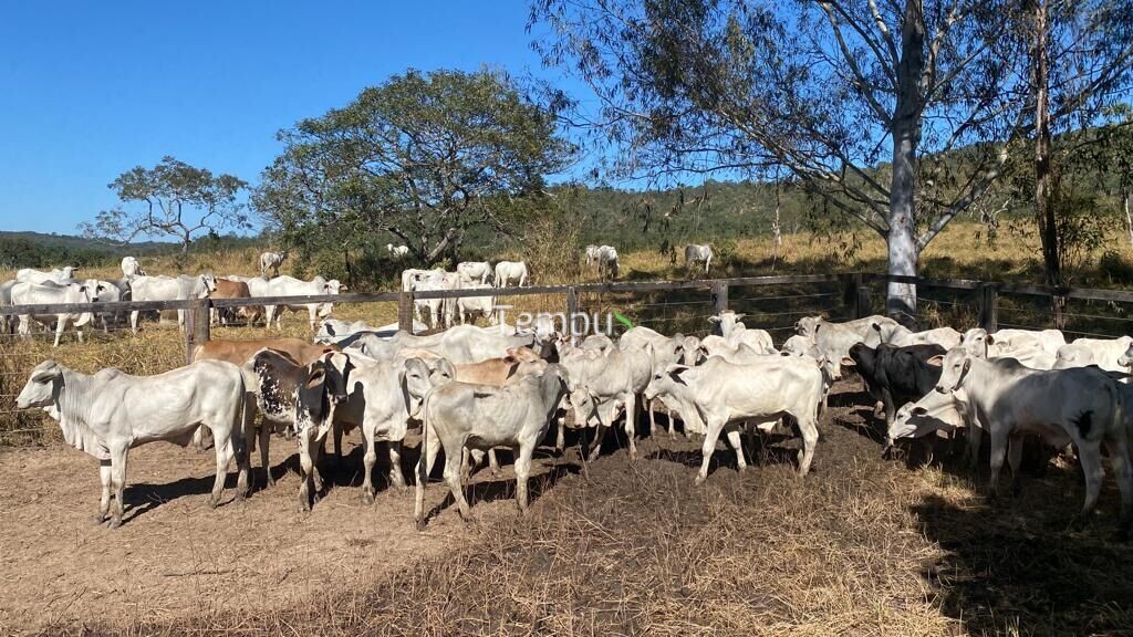 Fazenda à venda com 4 quartos, 1750700m² - Foto 6