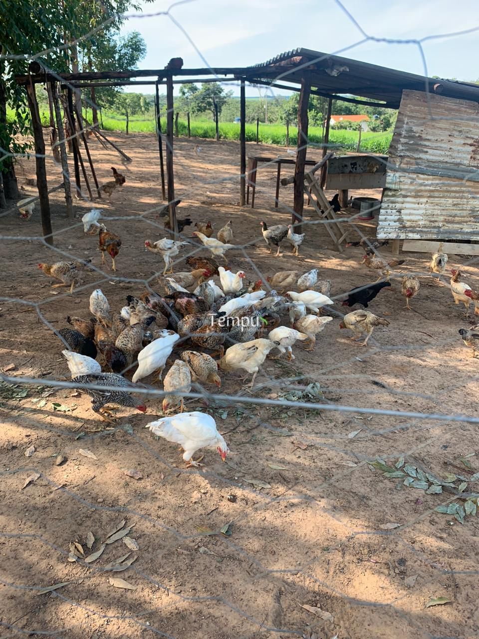 Chácara, 3 quartos, 5 hectares - Foto 7