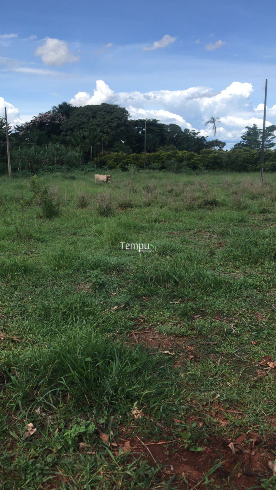 Chácara, 1 hectares - Foto 3