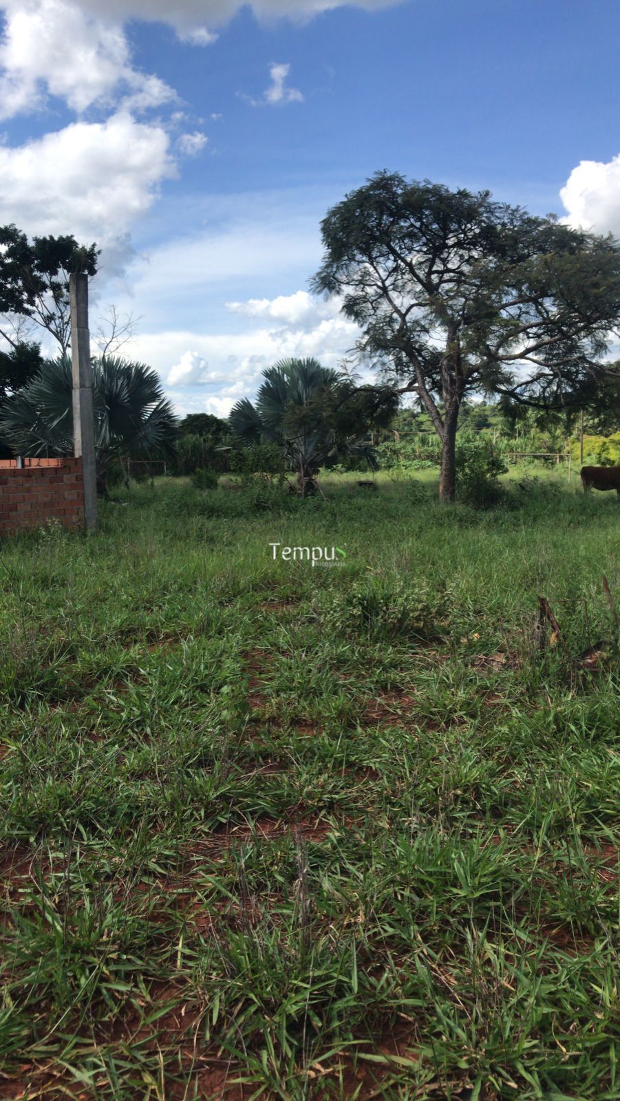 Chácara, 1 hectares - Foto 5