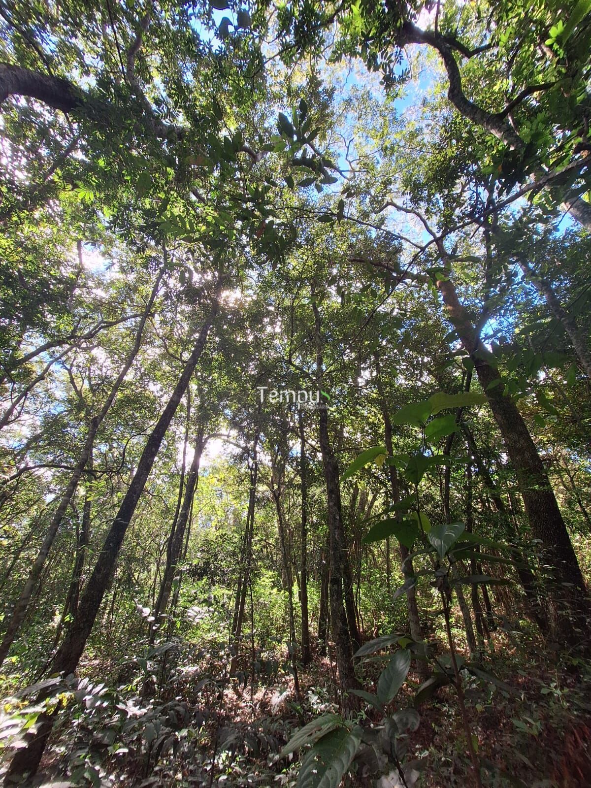 Fazenda à venda com 3 quartos, 20000m² - Foto 11