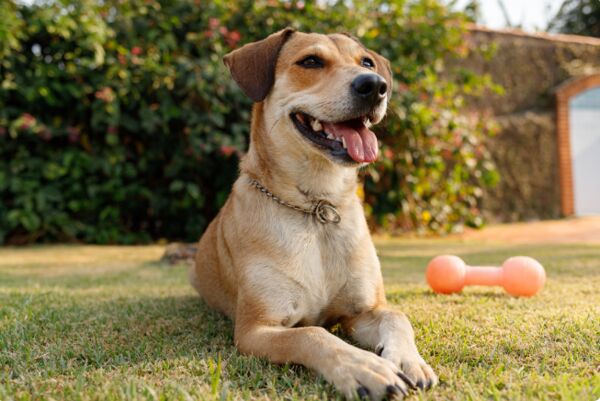 Morar com pets: dicas para encontrar um imóvel pet friendly