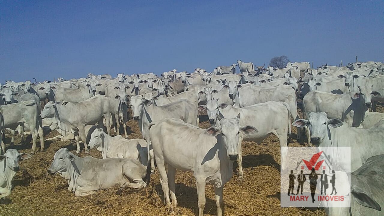 Fazenda à venda no bairro Centro - Montes Claros/MG