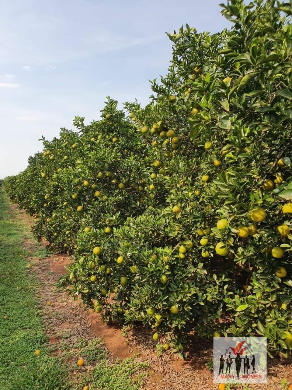 Fazenda à venda no bairro Área Rural de Avaré - Avaré/SP