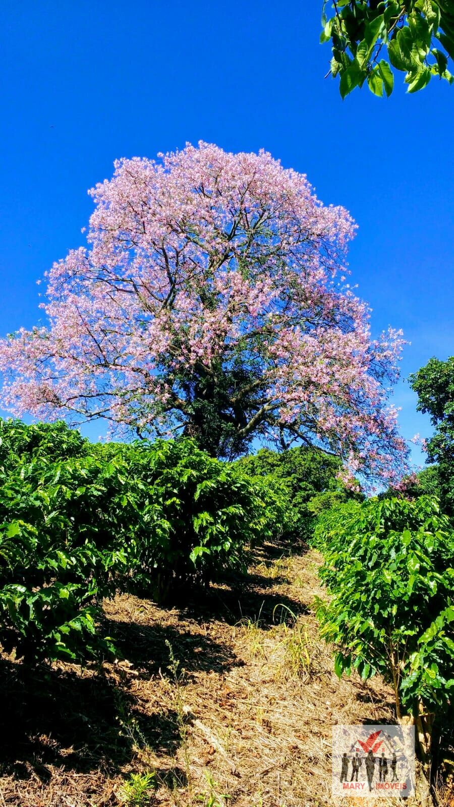 Sítio à venda no bairro Centro - Serra Negra/SP