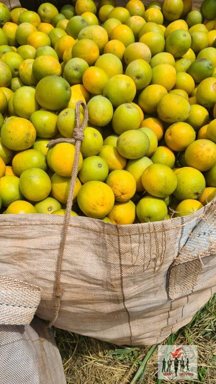 Fazenda à venda no bairro Centro - Marília/SP