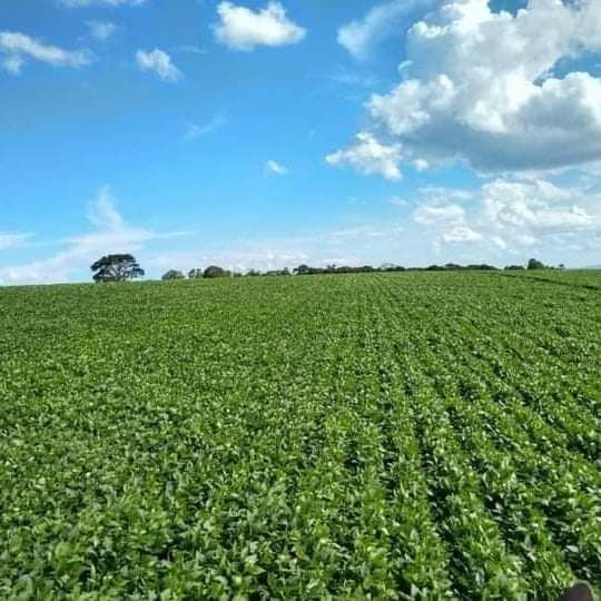 Fazenda à venda no bairro Centro - Guapé/MG