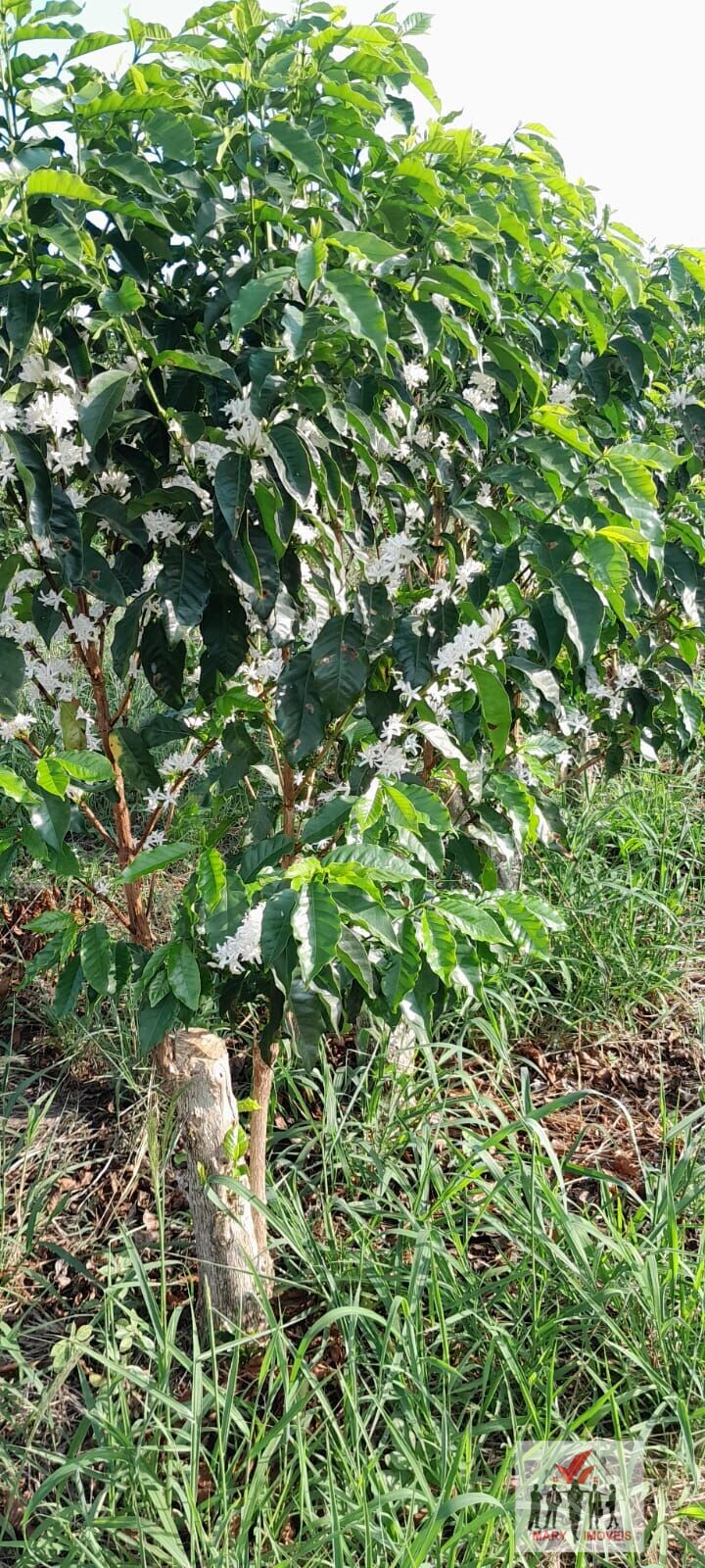 Fazenda à venda no bairro Centro - São Sebastião da Grama/SP