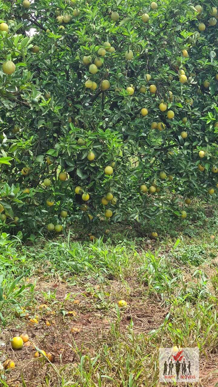 Fazenda à venda no bairro Centro - Pompéia/SP