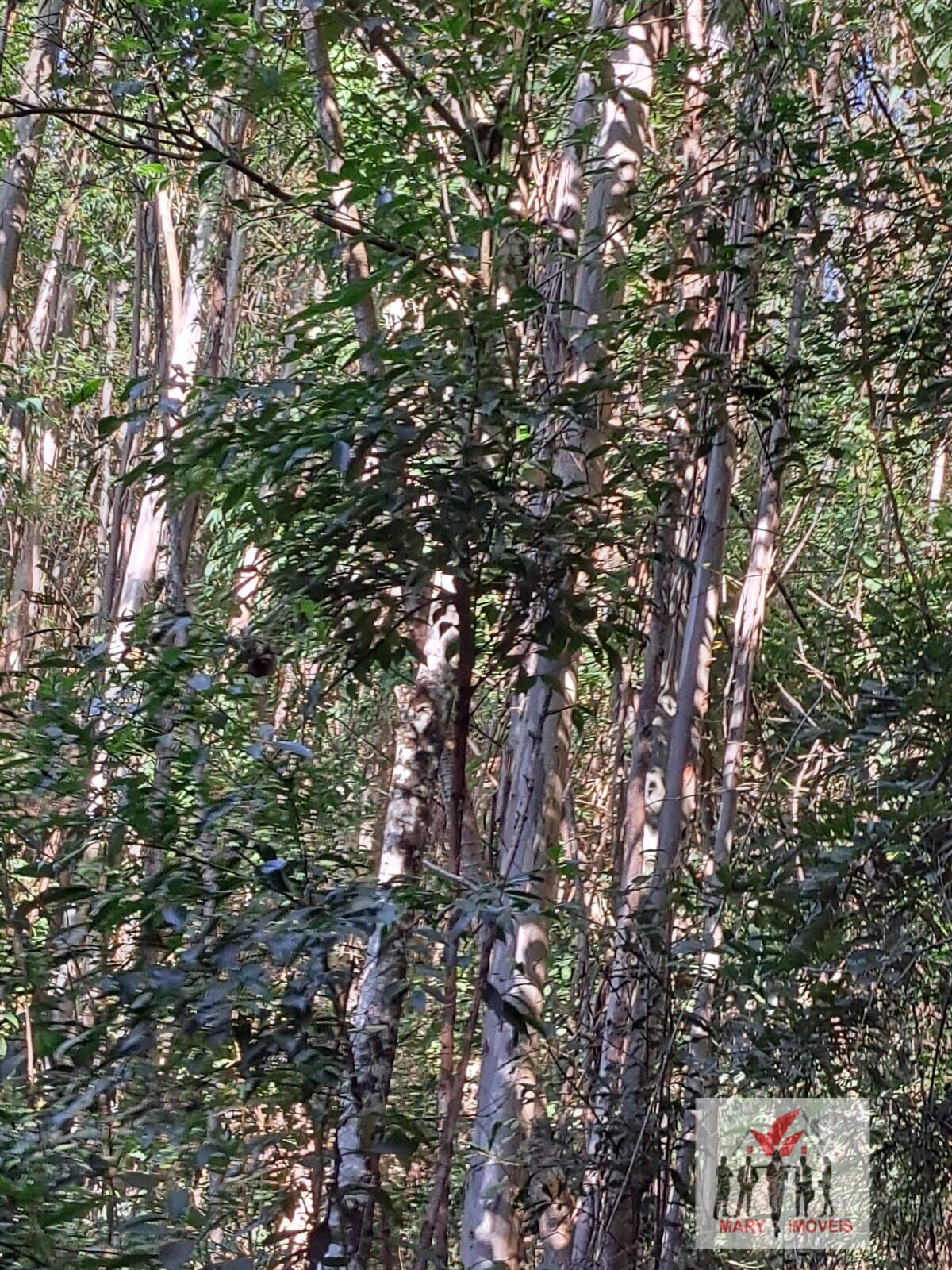 Fazenda à venda no bairro Centro - Joanópolis/SP