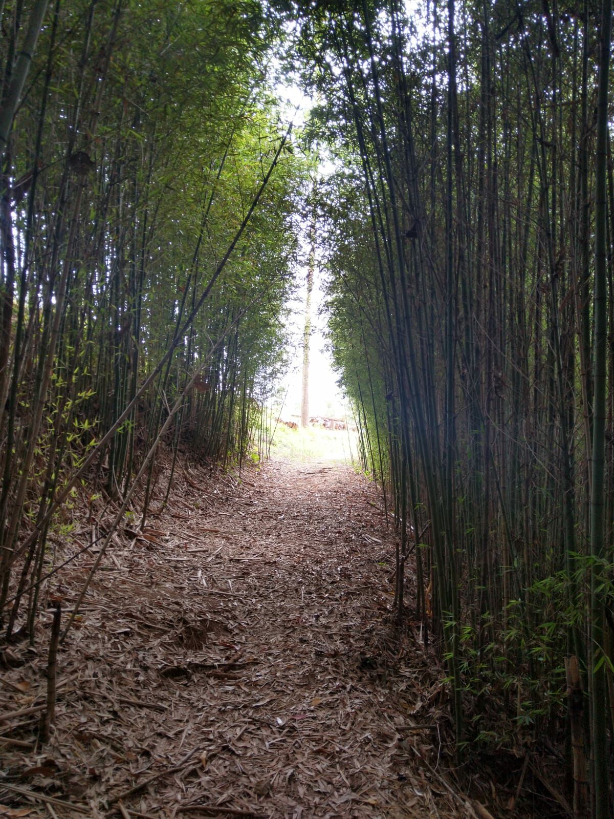 Fazenda à venda, 20000m² - Foto 16