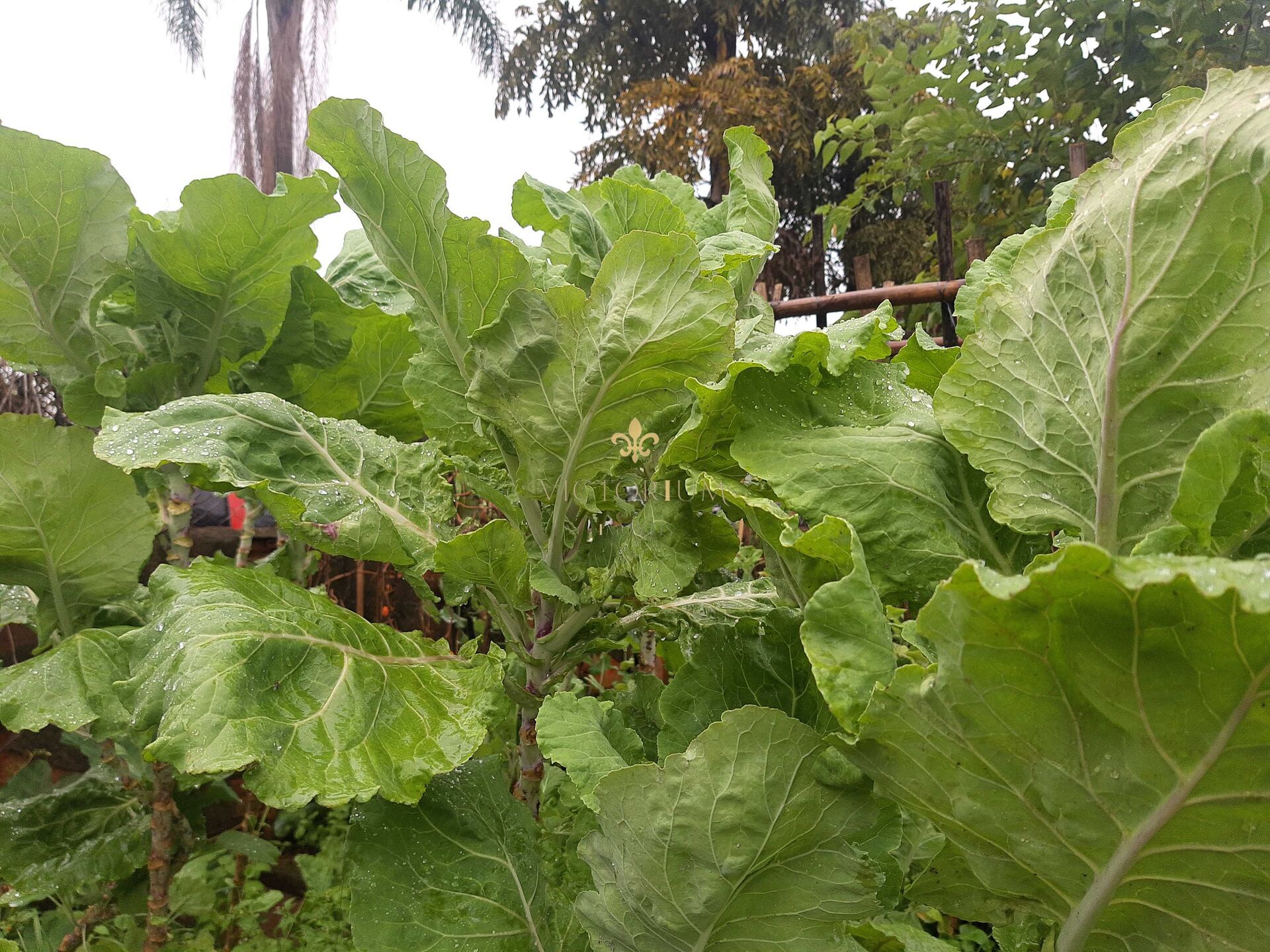 Fazenda à venda, 5000m² - Foto 14