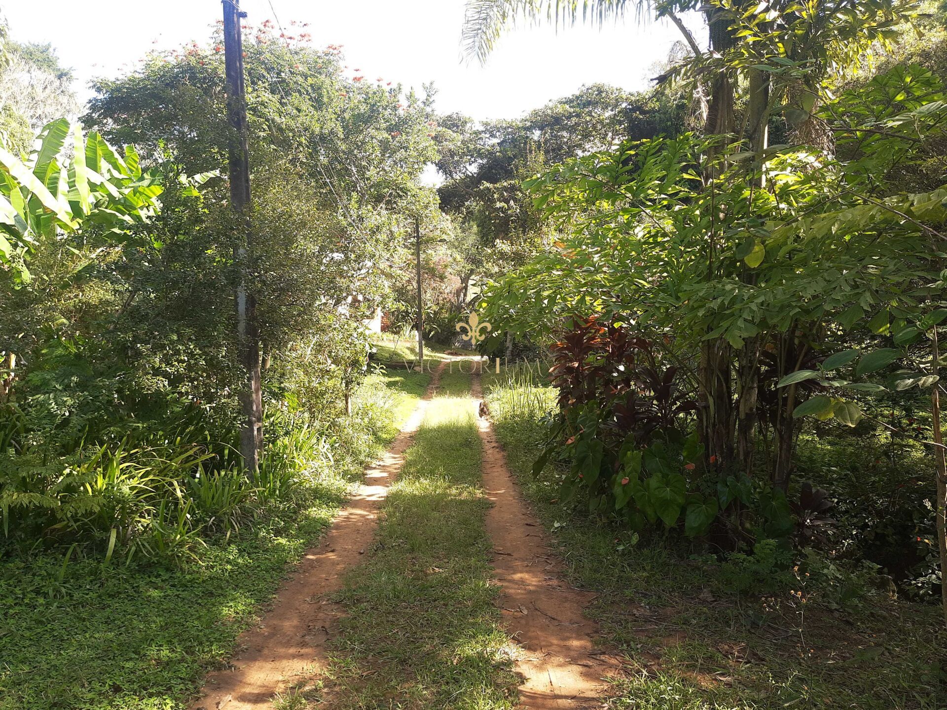 Fazenda à venda com 3 quartos, 27000m² - Foto 8