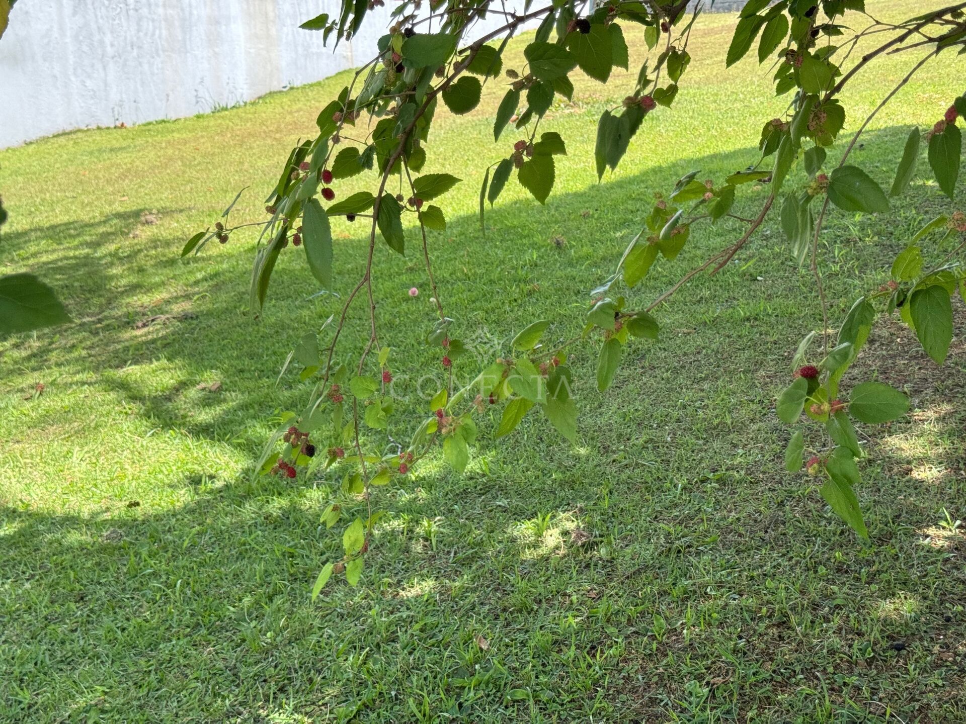 Terreno, 360 m² - Foto 4