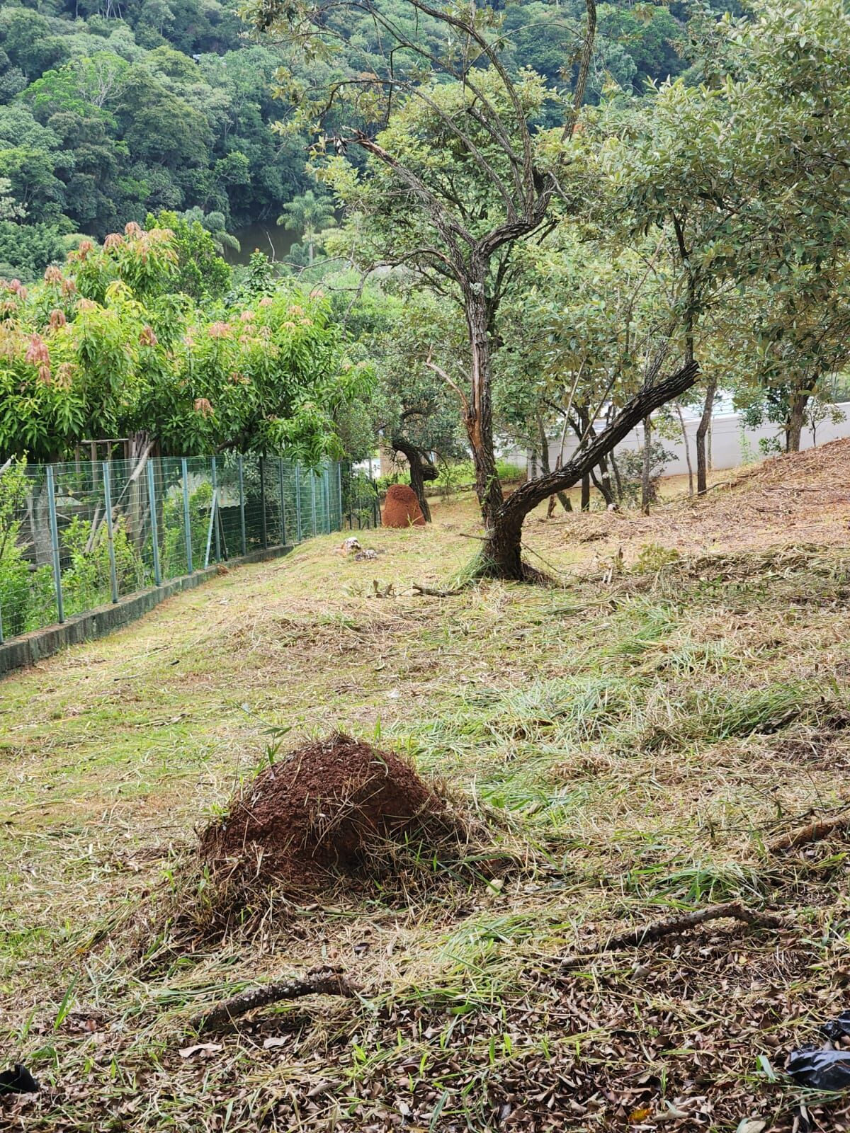 Terreno, 2519 m² - Foto 13