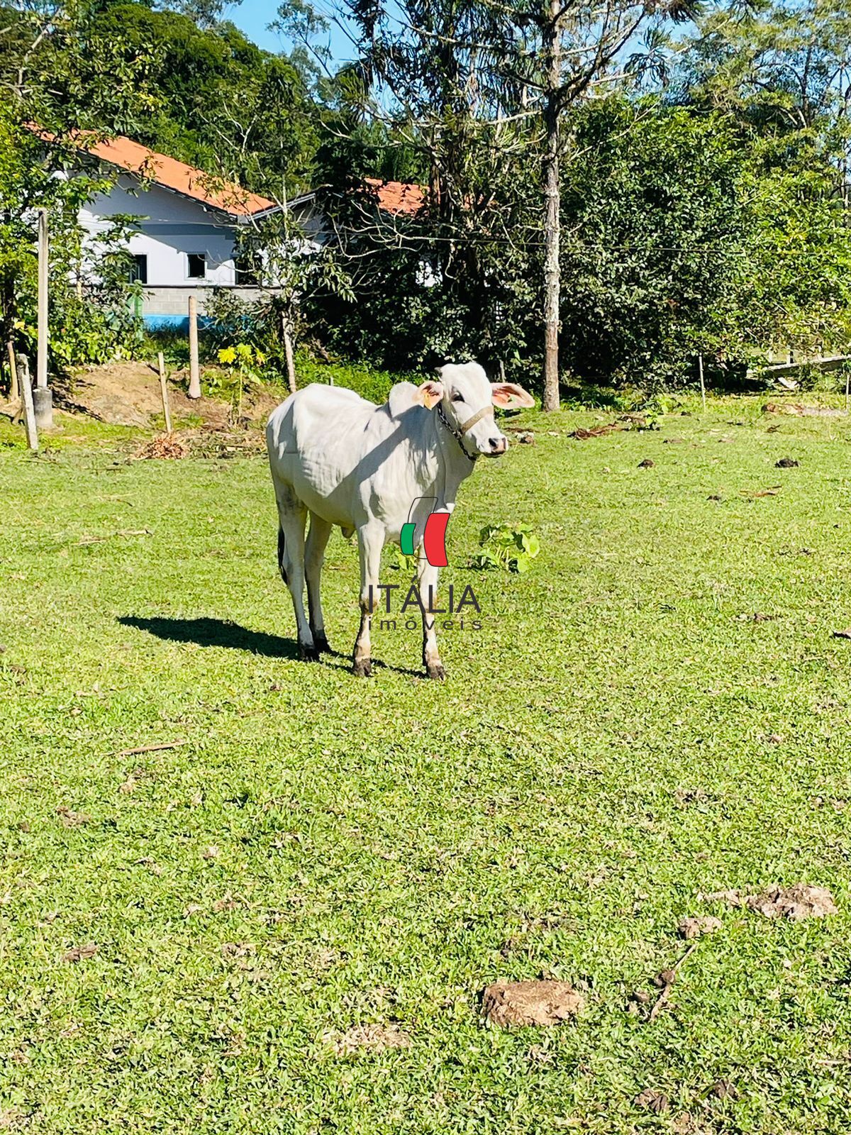 Fazenda/Sítios/Chácaras de 4 quartos, 1500m² no bairro Limeira Alta, em Brusque | Eu Corretor