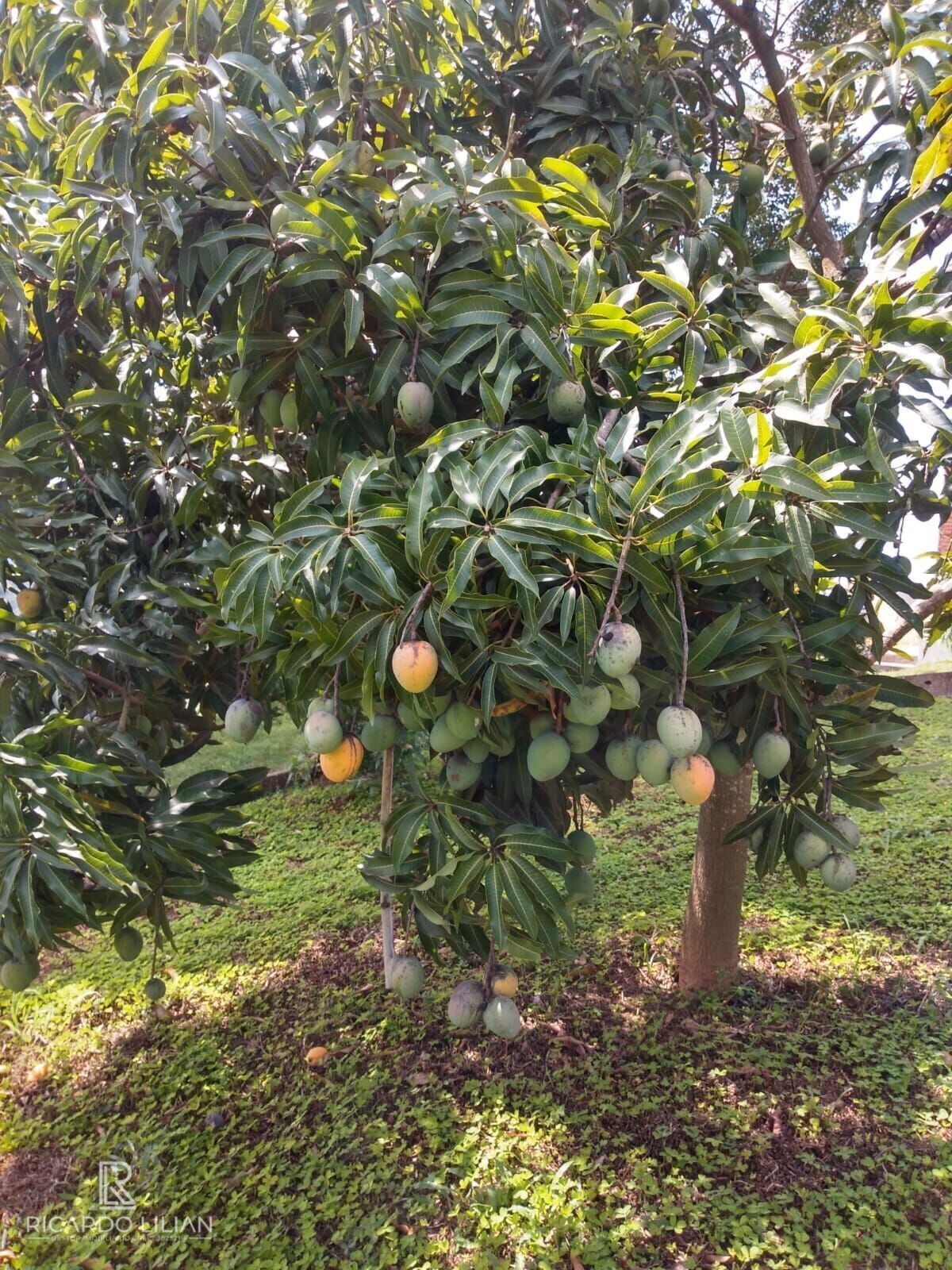 Fazenda à venda com 3 quartos, 24000m² - Foto 22