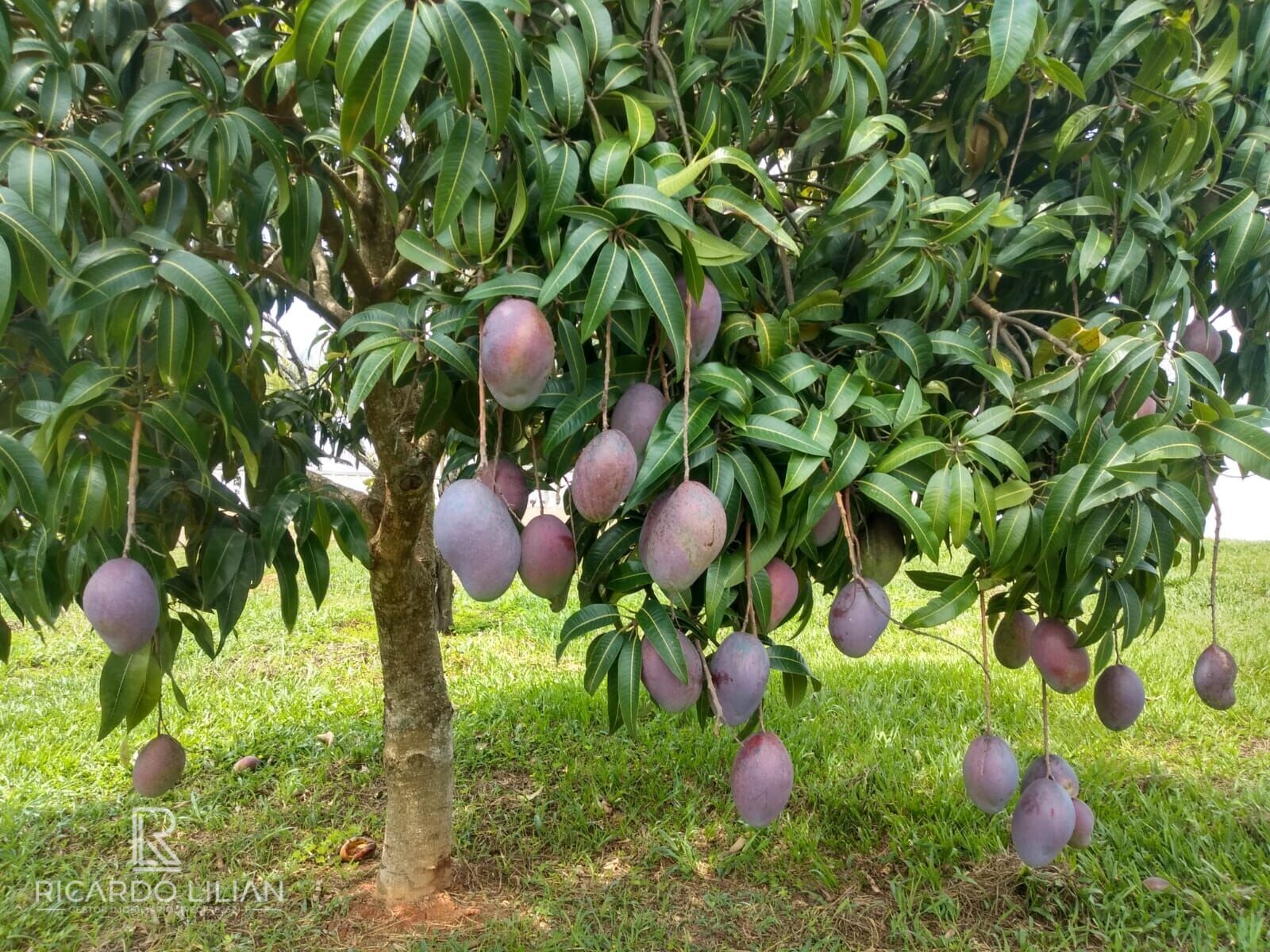 Fazenda à venda com 3 quartos, 24000m² - Foto 10