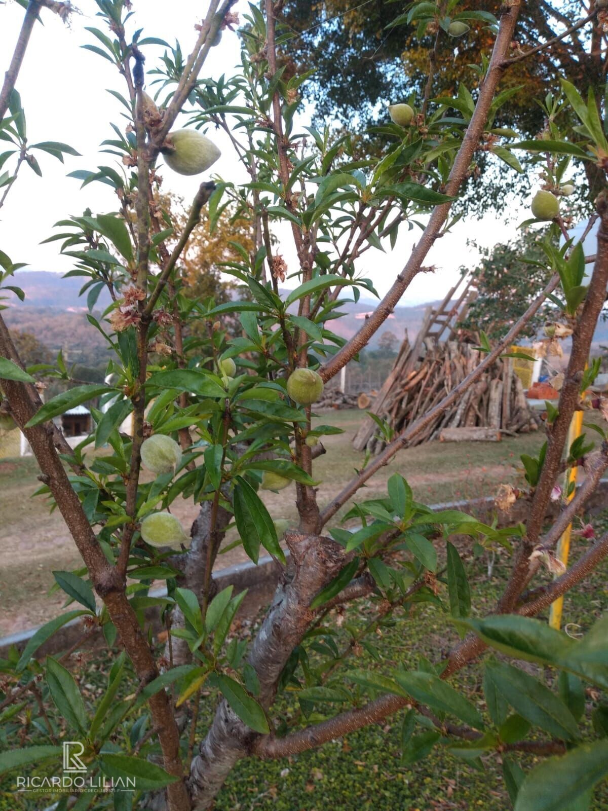 Fazenda à venda com 3 quartos, 24000m² - Foto 21