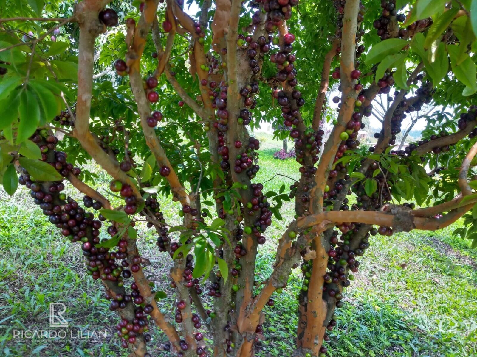 Fazenda à venda com 3 quartos, 24000m² - Foto 18