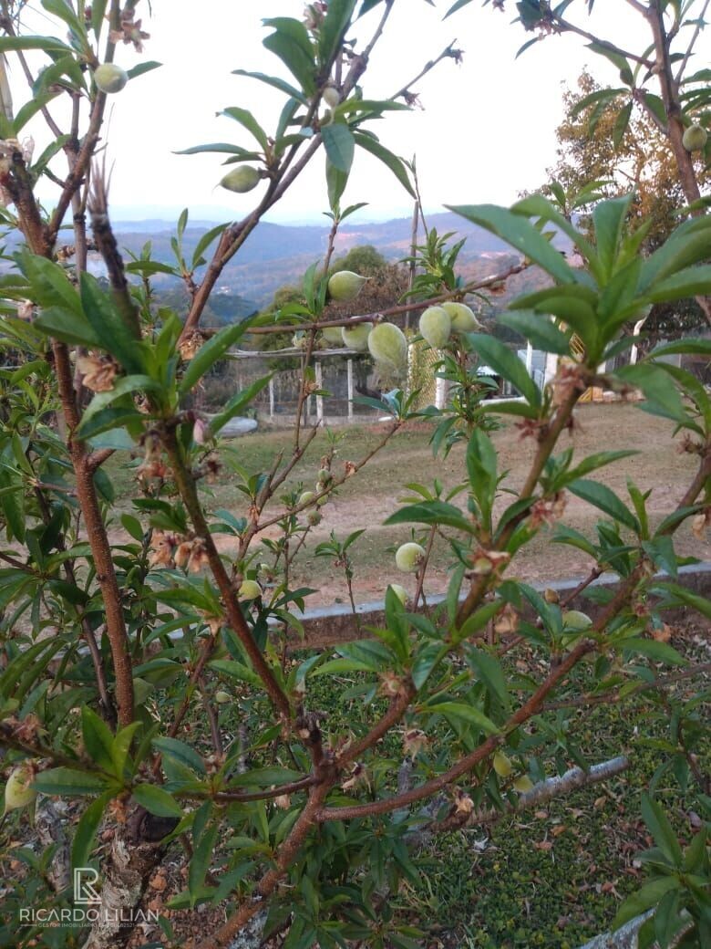 Fazenda à venda com 3 quartos, 24000m² - Foto 7