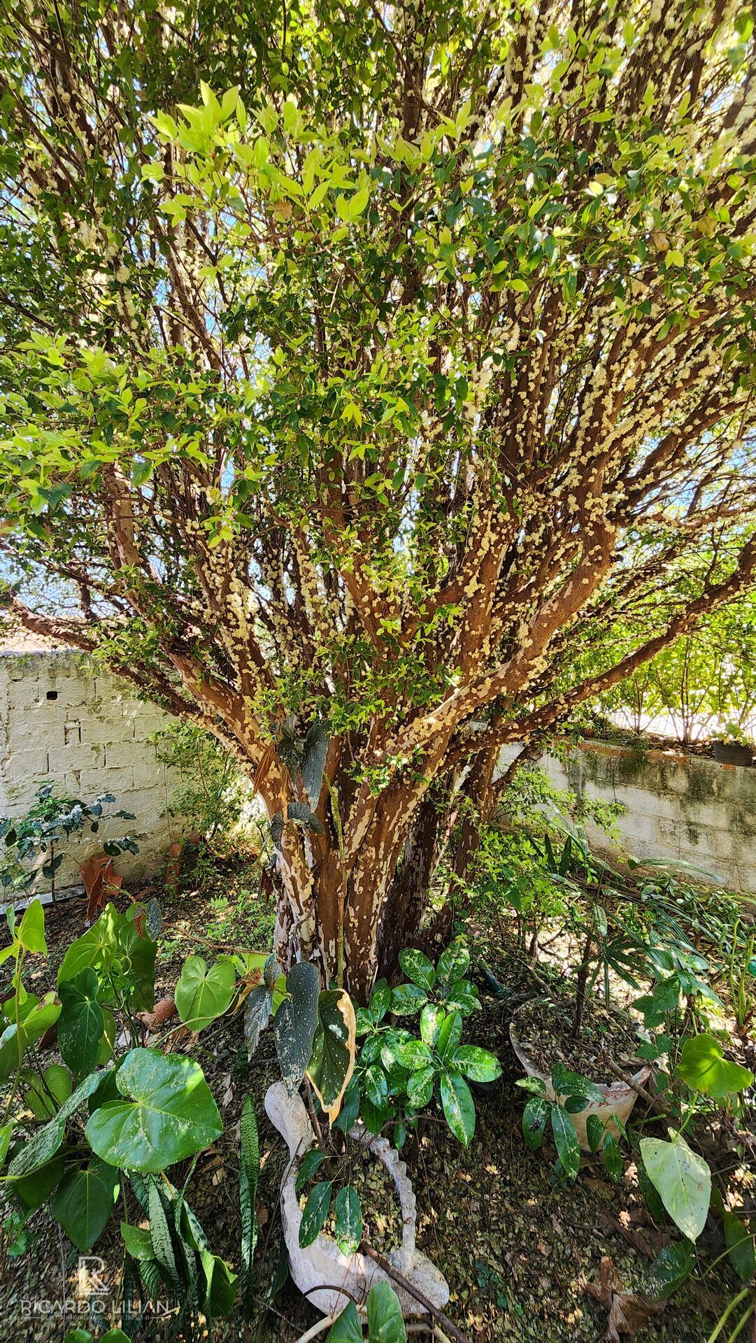 Chácara, 3 quartos, 1137 m² - Foto 41