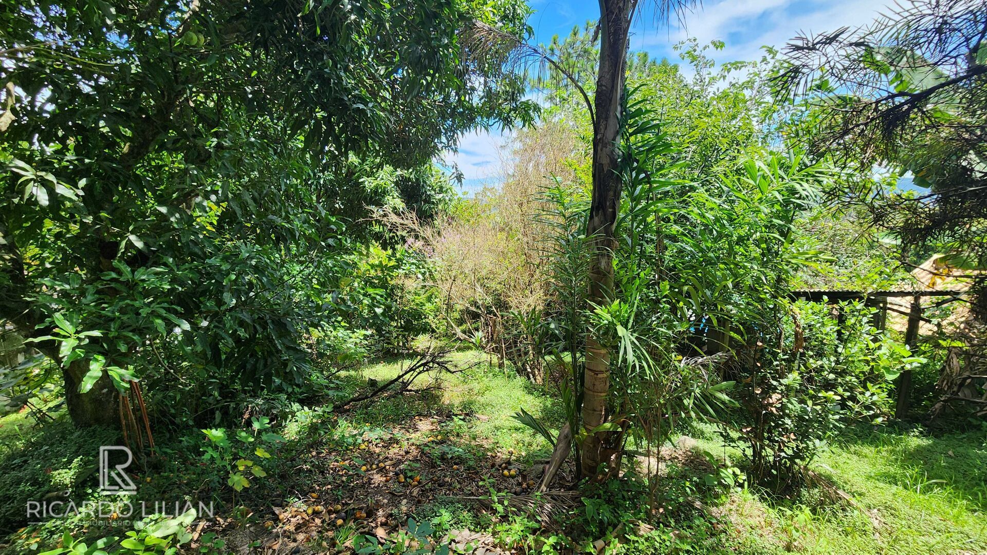 Fazenda à venda com 3 quartos, 1000m² - Foto 35