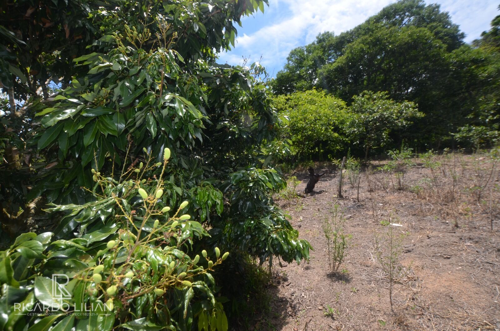 Chácara, 6 quartos, 4 hectares - Foto 29