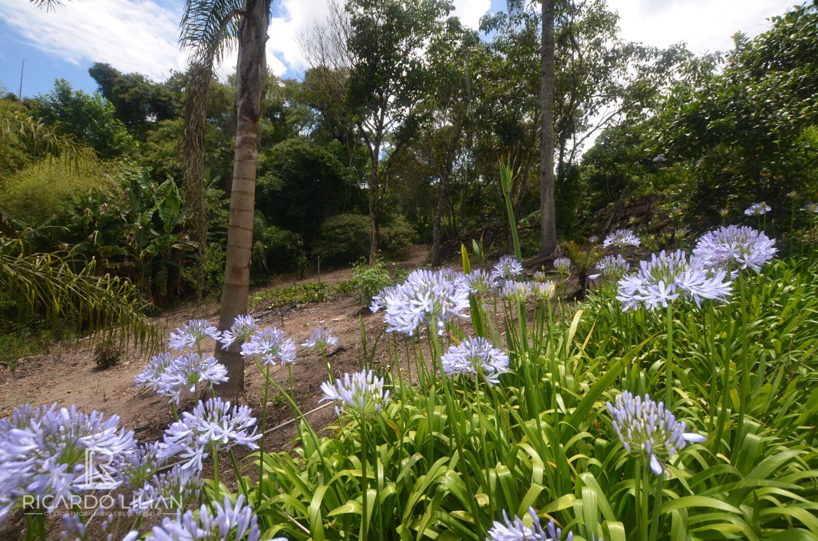 Chácara, 6 quartos, 4 hectares - Foto 31
