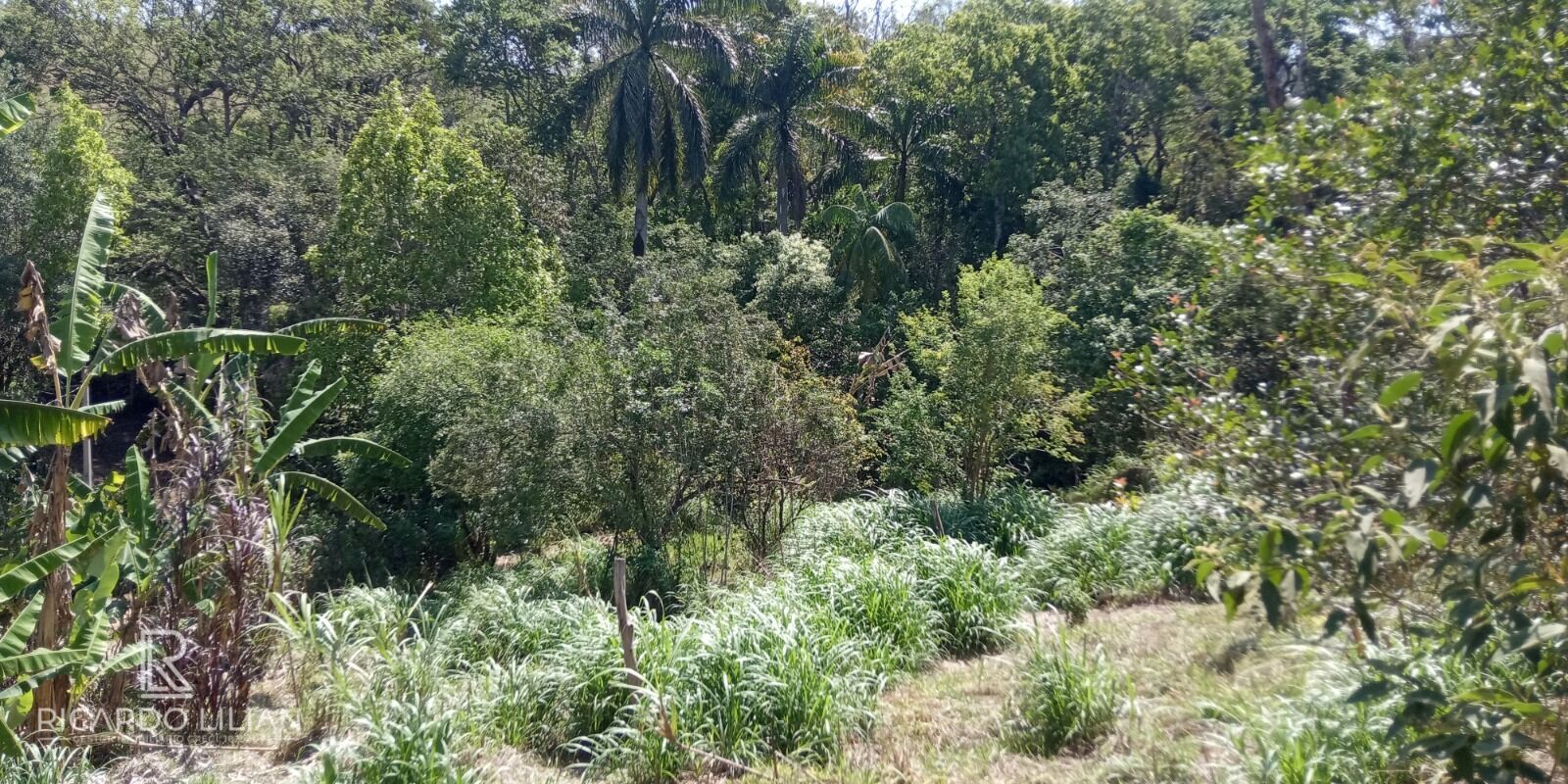 Terreno, 7 hectares - Foto 11