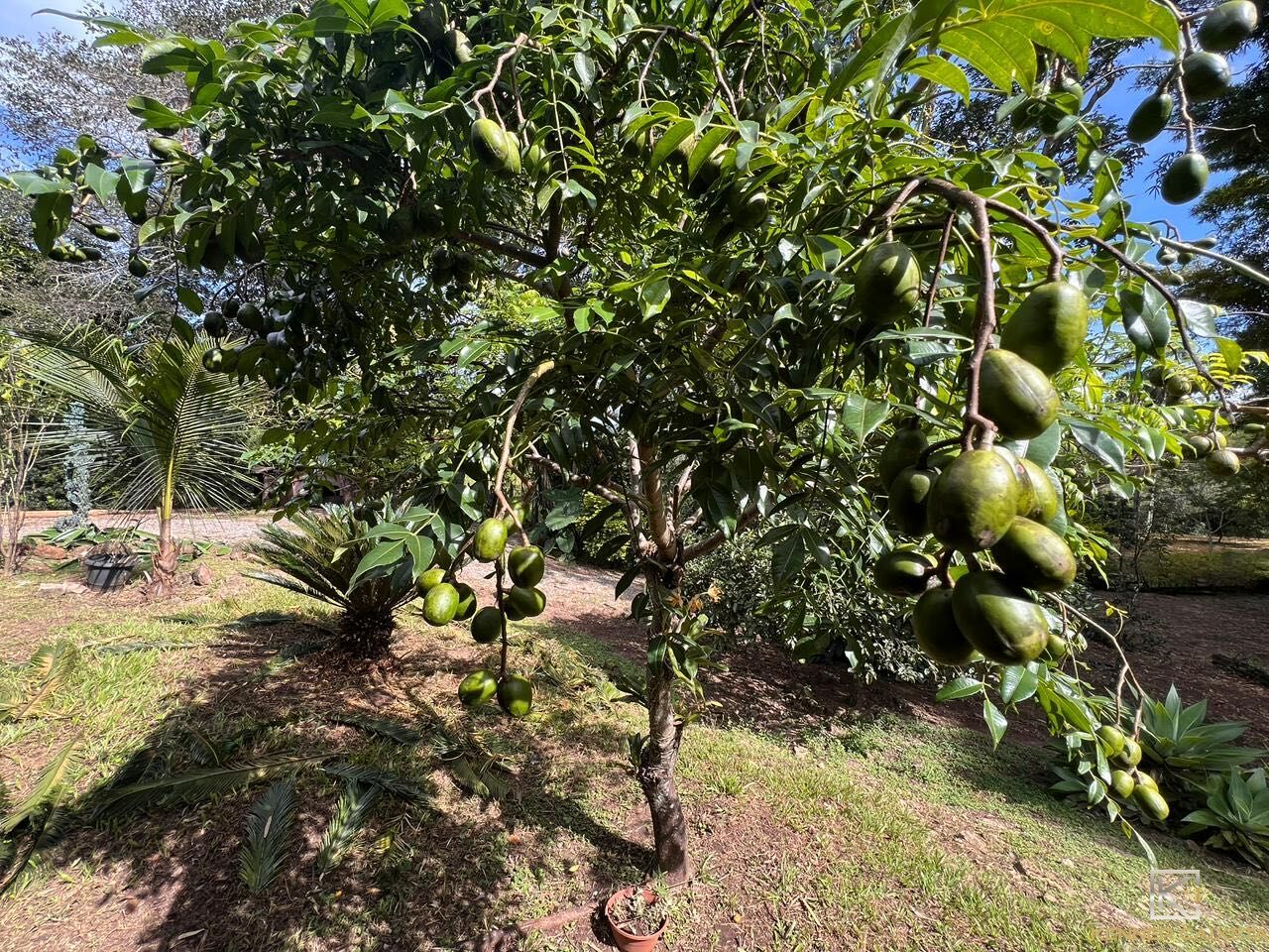 Chácara, 4 quartos, 5 hectares - Foto 6