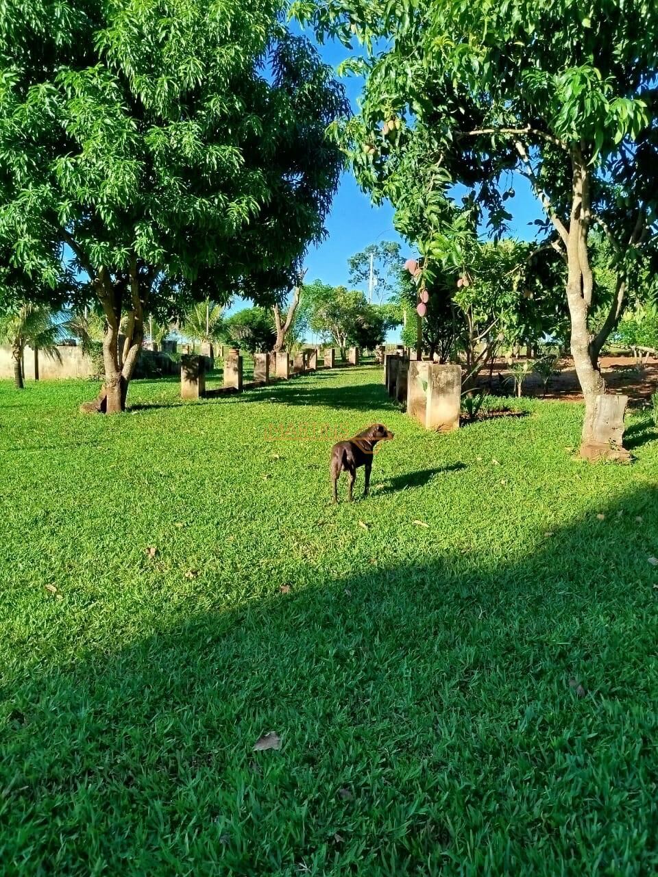 Terreno, 300 m² - Foto 6