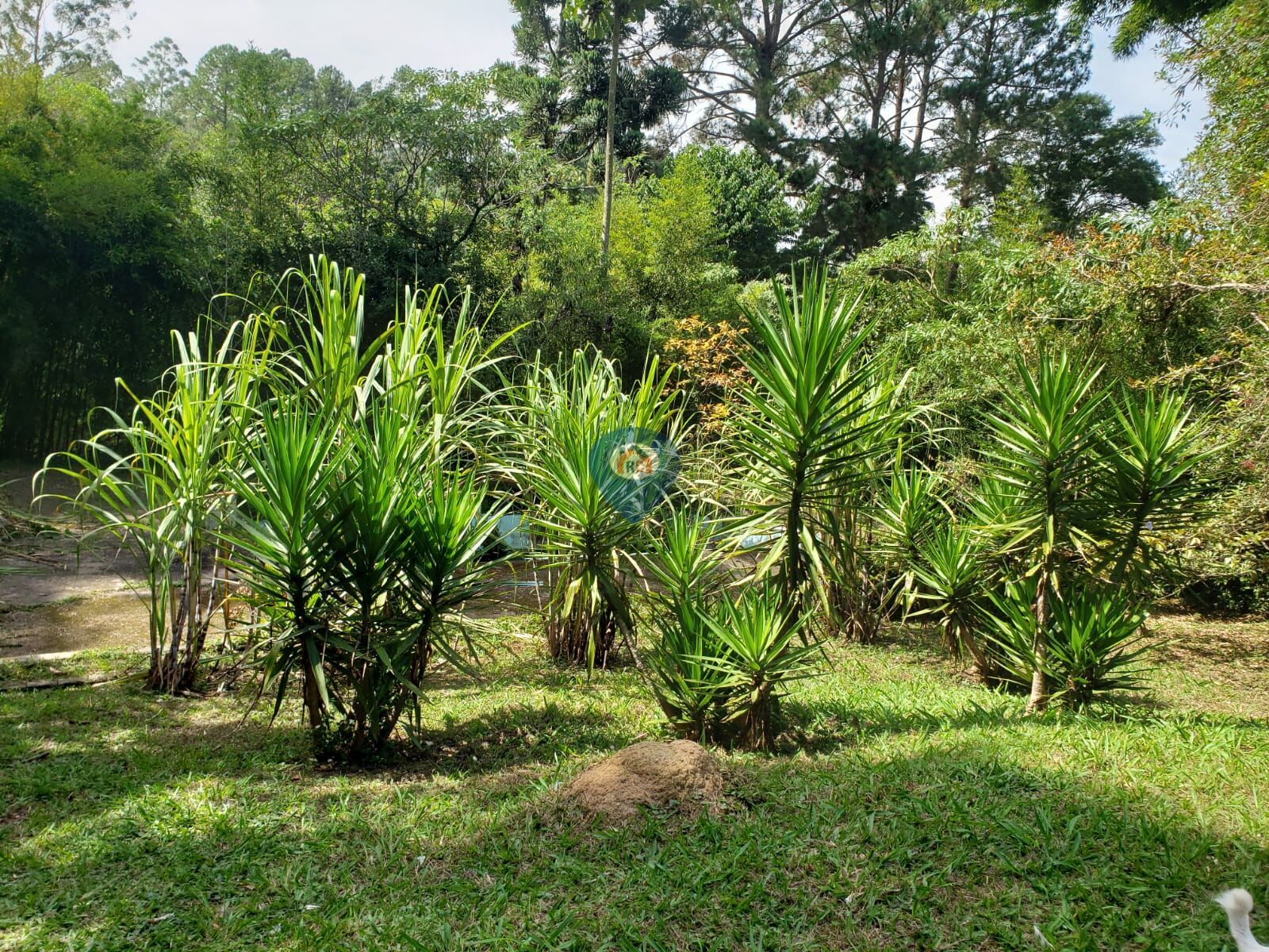 Terreno à venda, 28000m² - Foto 13