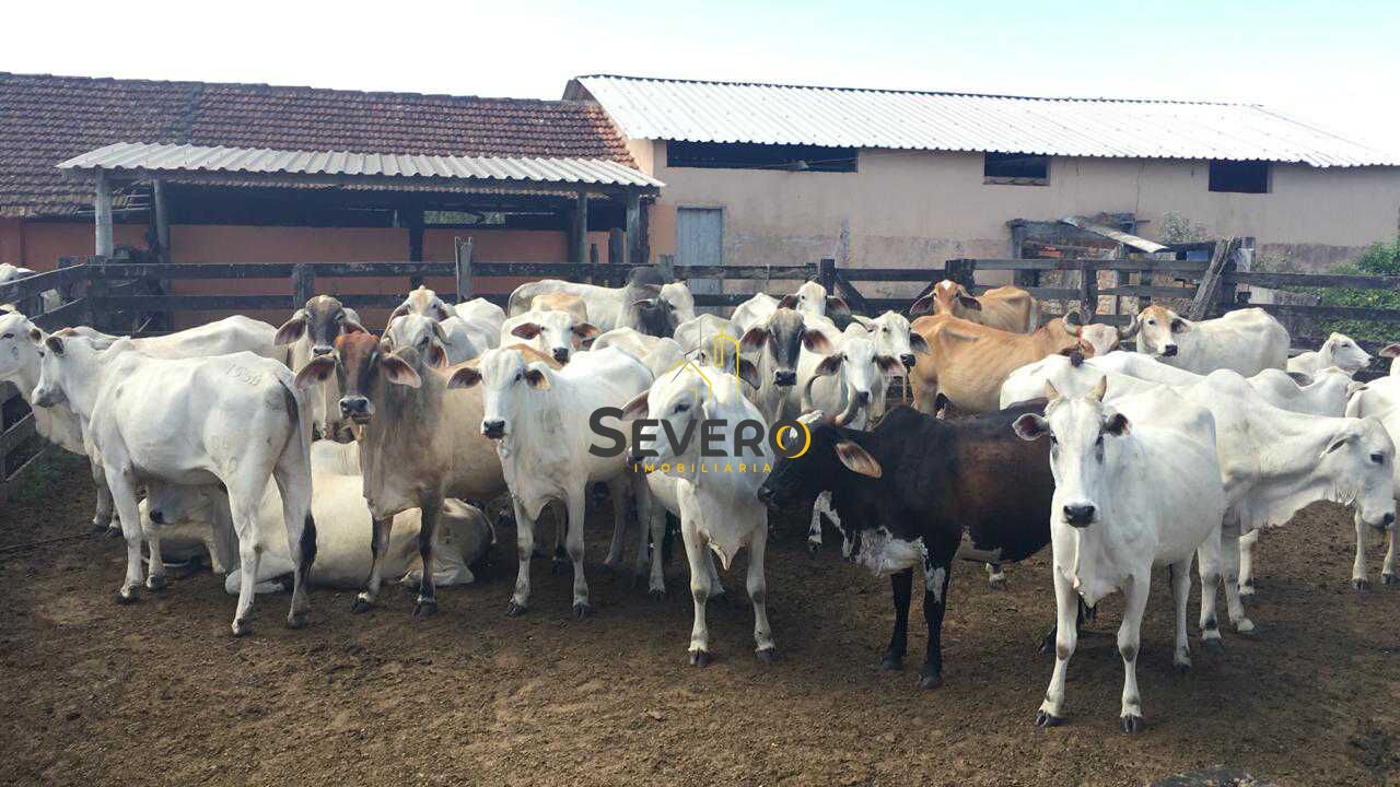 Fazenda à venda com 4 quartos, 125700m² - Foto 49