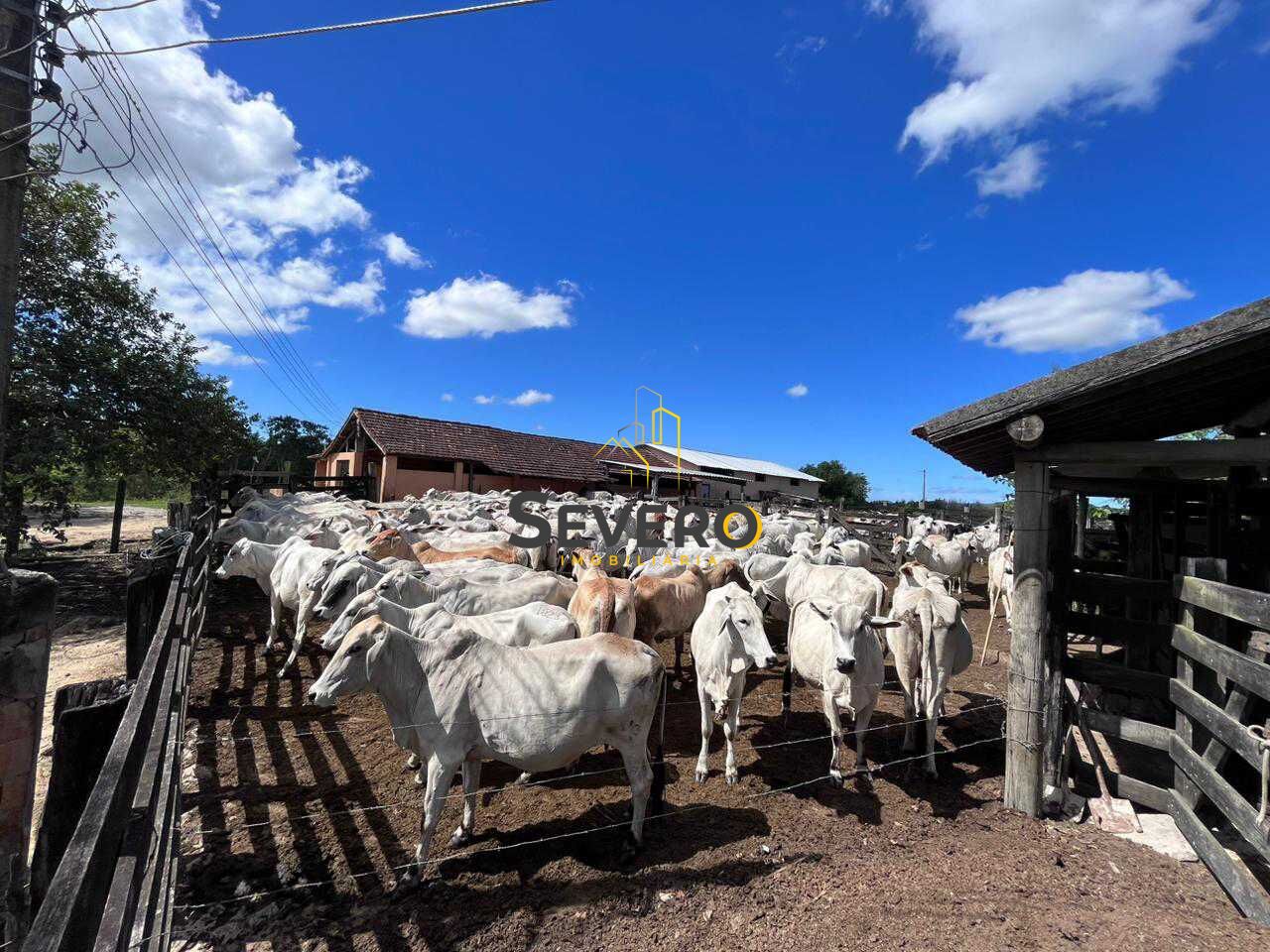 Fazenda à venda com 4 quartos, 125700m² - Foto 12
