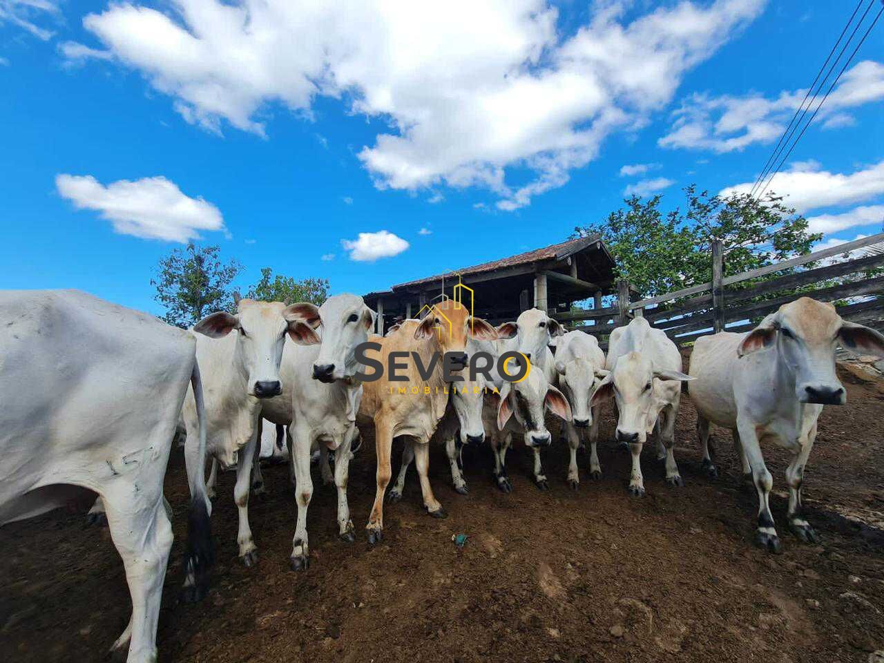 Fazenda à venda com 4 quartos, 125700m² - Foto 10