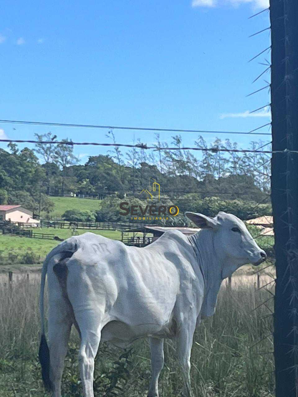 Fazenda à venda com 4 quartos, 125700m² - Foto 29
