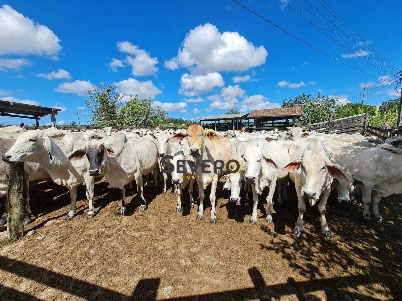 Fazenda à venda com 4 quartos, 125700m² - Foto 7