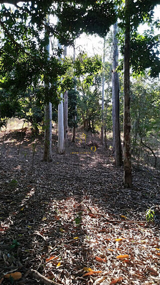 Fazenda à venda com 5 quartos, 13978m² - Foto 5