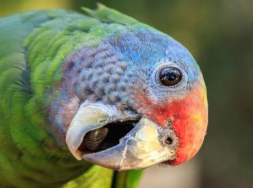 Itanhaém escolhe sua ave símbolo