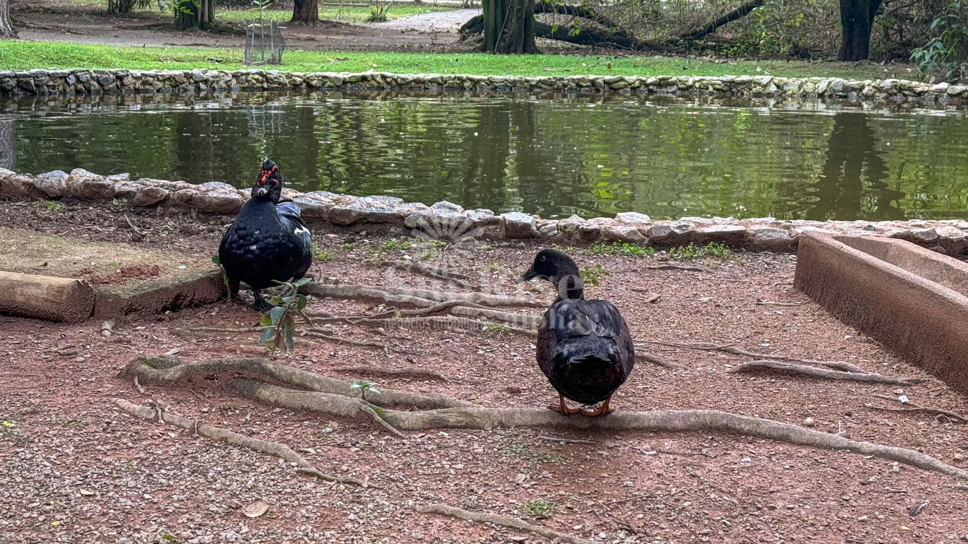 Casa, 4 quartos, 550 m² - Foto 46