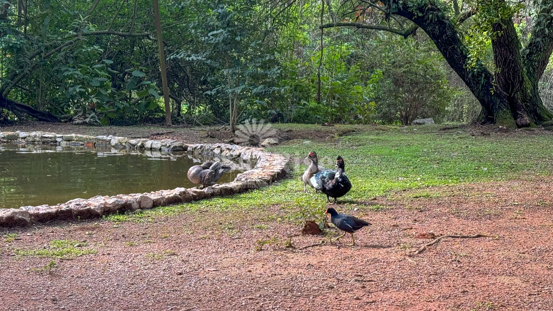 Casa, 4 quartos, 550 m² - Foto 47