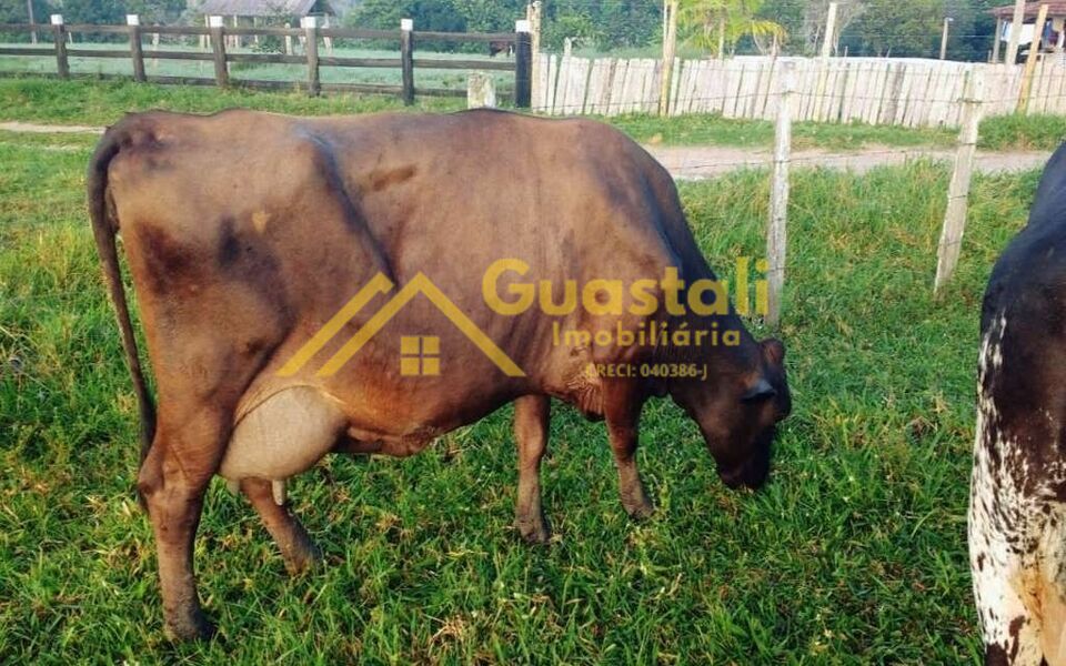 Fazenda à venda com 5 quartos, 6000000m² - Foto 17