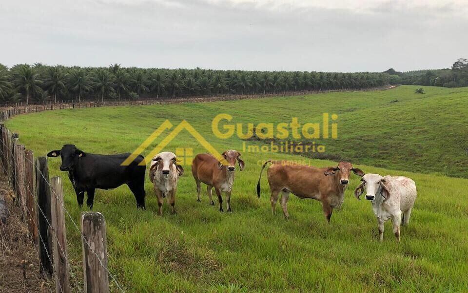 Fazenda à venda com 5 quartos, 6000000m² - Foto 16