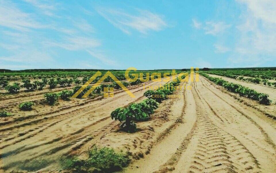 Fazenda à venda com 5 quartos, 6000000m² - Foto 10